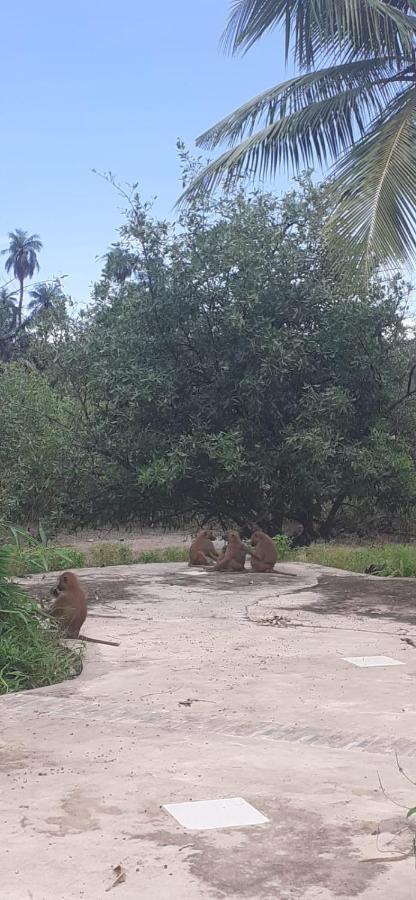 Pombo Kunda Villa Sanyang Buitenkant foto