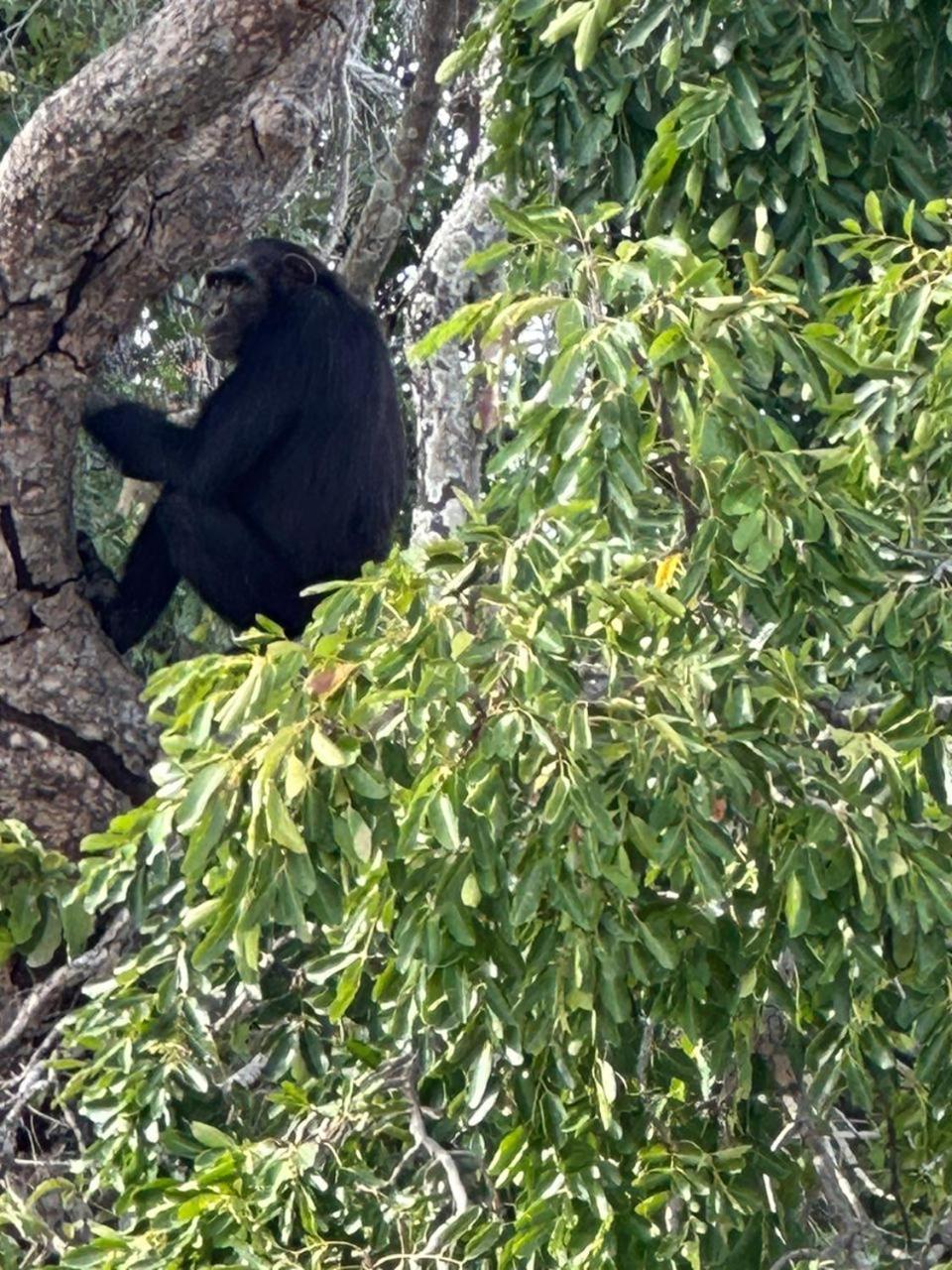 Pombo Kunda Villa Sanyang Buitenkant foto